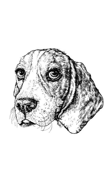 Спанієль 2